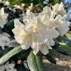 Rhododendron yakushimanum x adenopodum - Rhododendron yakushimanum x adenopodum