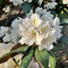 Rhododendron yakushimanum x adenopodum - Rhododendron yakushimanum x adenopodum