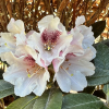 Rhododendron taliense - różanecznik taliense - Rhododendron taliense