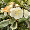 Rhododendron pseudochrysanthum - Rhododendron pseudochrysanthum