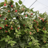 Rubus idaeus 'Clarita'  PBR - Raspberry - Rubus idaeus 'Clarita'