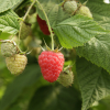 Rubus idaeus 'Clarita'  PBR - Raspberry - Rubus idaeus 'Clarita'