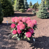 Maifreude - Rhododendron yakushimanum - Maifreude -  Rhododendron yakushimanum