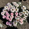 Makiyak - Rhododendron makinoi - Makiyak - Rhododendron makinoi