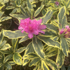 Golden Green Gift - Rhododendron hybrid - Golden Green Gift - Rhododendron hybridum