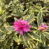 Golden Green Gift - Rhododendron hybrid - Golden Green Gift - Rhododendron hybridum