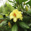 Kristian's Sunshine - różanecznik wielkokwiatowy - Rhododendron hybridum 'Kristian's Sunshine'