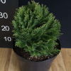 Chamaecyparis lawsoniana 'Minima Glauca' - Chamaecyparis lawsoniana 'Minima Glauca'