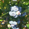 ZEUS - Olimp Blueberry under license - ZEUS - Vaccinium corymbosum