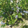 ZEUS - Olimp Blueberry under license - ZEUS - Vaccinium corymbosum