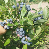 DEMETER - Olimp Blueberry under license - DEMETER - Vaccinium corymbosum