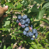 DEMETER - Olimp Blueberry under license - DEMETER - Vaccinium corymbosum