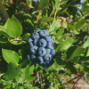 DEMETER - Olimp Blueberry under license - DEMETER - Vaccinium corymbosum