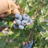 APOLLO - Olimp Blueberry under license - APOLLO - Vaccinium corymbosum