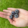 APOLLO - Olimp Blueberry under license - APOLLO - Vaccinium corymbosum