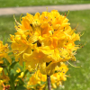 Azalia pontyjska (Rh. luteum) - Rhododendron luteum (Azalea pontica)