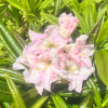 Rhododendron brachycarpum x auriculatum - różanecznik brachycarpum x auriculatum - Rhododendron brachycarpum x auriculatum