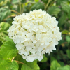 Hydrangea arborescens 'Bounty'- hortensja drzewiasta ;hortensja krzewiasta ; hortensja krzaczasta - Hydrangea arborescens 'Bounty'