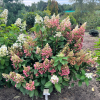 Hydrangea paniculata 'HP0PR013' CANDLELIGHT PBR - hortensja bukietowa - Hydrangea paniculata 'HP0PR013' CANDLELIGHT PBR