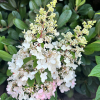 Hydrangea paniculata 'HP0PR013' CANDLELIGHT PBR - hortensja bukietowa - Hydrangea paniculata 'HP0PR013' CANDLELIGHT PBR