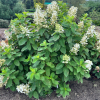 Hydrangea paniculata 'Dharuma' - hortensja bukietowa - Hydrangea paniculata 'Dharuma'