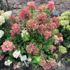 Hydrangea paniculata 'Rendia' DIAMANT ROUGE PBR - hortensja bukietowa - Hydrangea paniculata 'Rendia' DIAMANT ROUGE PBR