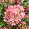 Hydrangea paniculata 'Rendia' DIAMANT ROUGE PBR - hortensja bukietowa - Hydrangea paniculata 'Rendia' DIAMANT ROUGE PBR