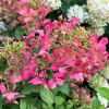 Hydrangea paniculata 'Rendia' DIAMANT ROUGE PBR - hortensja bukietowa - Hydrangea paniculata 'Rendia' DIAMANT ROUGE PBR