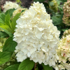 Hydrangea paniculata 'Ren101' DIAMANTINO PBR - hortensja bukietowa - Hydrangea paniculata 'Ren101' DIAMANTINO PBR