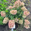 Hydrangea paniculata 'Grandiflora' - hortensja bukietowa - Hydrangea paniculata 'Grandiflora'