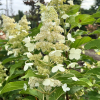 Hydrangea paniculata 'Kyushu' - hortensja bukietowa - Hydrangea paniculata 'Kyushu'