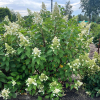 Hydrangea paniculata 'Kyushu' - hortensja bukietowa - Hydrangea paniculata 'Kyushu'