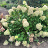 Hydrangea paniculata 'Limelight' PBR - hortensja bukietowa - Hydrangea paniculata 'Limelight' PBR