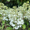 Hydrangea paniculata 'Little Alf' - hortensja bukietowa - Hydrangea paniculata 'Little Alf'