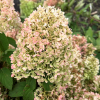 Hydrangea paniculata 'Little Alf' - hortensja bukietowa - Hydrangea paniculata 'Little Alf'