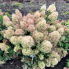 Hydrangea paniculata 'Little Alf' - hortensja bukietowa - Hydrangea paniculata 'Little Alf'