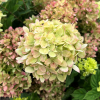 Hydrangea paniculata LITTLE LIME 'Jane' ® - hortensja bukietowa - Hydrangea paniculata LITTLE LIME 'Jane' ®