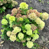 Hydrangea paniculata LITTLE LIME 'Jane' ® - hortensja bukietowa - Hydrangea paniculata LITTLE LIME 'Jane' ®