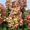 Hydrangea paniculata 'HP217903' PANZOLA PBR - hortensja bukietowa - Hydrangea paniculata 'HP217903' PANZOLA PBR