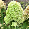 Hydrangea paniculata 'Polar Bear' PBR - hortensja bukietowa - Hydrangea paniculata 'Polar Bear' PBR