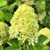 Hydrangea paniculata 'Renvagor' ROMANTIC ACE - hortensja bukietowa - Hydrangea paniculata 'Renvagor' ROMANTIC ACE