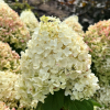 Hydrangea paniculata 'Silver Dollar' - hortensja bukietowa - Hydrangea paniculata 'Silver Dollar'