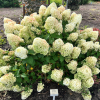 Hydrangea paniculata 'Silver Dollar' - hortensja bukietowa - Hydrangea paniculata 'Silver Dollar'