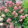 Hydrangea paniculata 'Hypmad II' TICKLED PINK - hortensja bukietowa - Hydrangea paniculata 'Hypmad II' TICKLED PINK