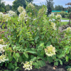 Hydrangea paniculata 'White Moth' - hortensja bukietowa - Hydrangea paniculata 'White Moth'