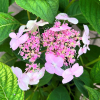 Hydrangea serrata 'Bluebird' - hortensja piłkowana - Hydrangea serrata 'Bluebird'