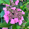 Hydrangea serrata 'HSOPR015' Magic Pillow PBR- hortensja piłkowana - Hydrangea serrata 'HSOPR015' Magic Pillow PBR