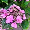 Hydrangea serrata 'HSOPR015' Magic Pillow PBR- hortensja piłkowana - Hydrangea serrata 'HSOPR015' Magic Pillow PBR