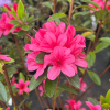 Jessica - Azalia japońska - Jessica - Rhododendron (Azalea)