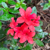 Juliette - Azalia japońska - Juliette - Rhododendron (Azalea)